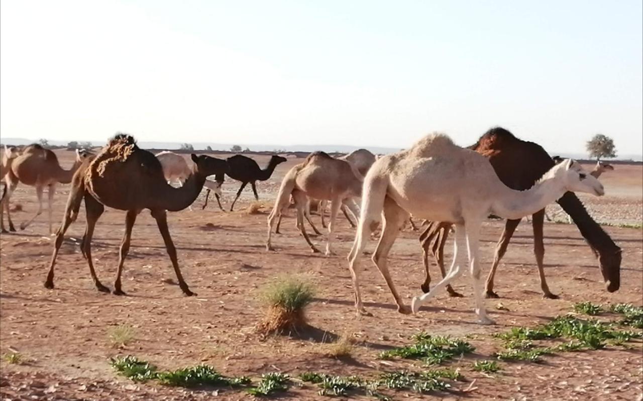 Kasbah Les Alizes Du Desert Мхамид Экстерьер фото